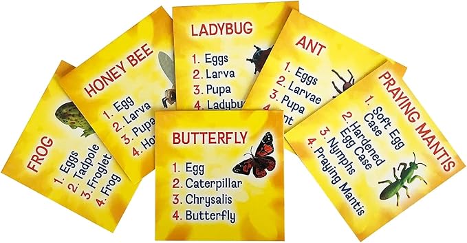 Insect Lore's Life Cycle Figurines 24 Pc Set | Butterfly, Honey Bee, Ant and - Image 5